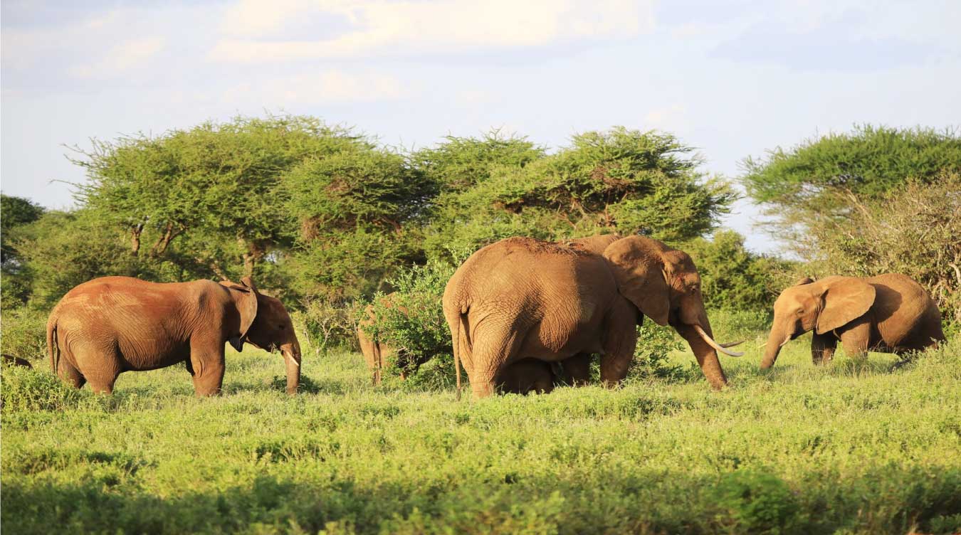 Masai-mara-village-2