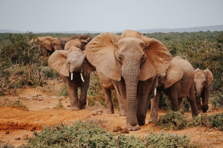 4 Days Masai Mara – Nakuru 4×4 land cruiser jeep Safari