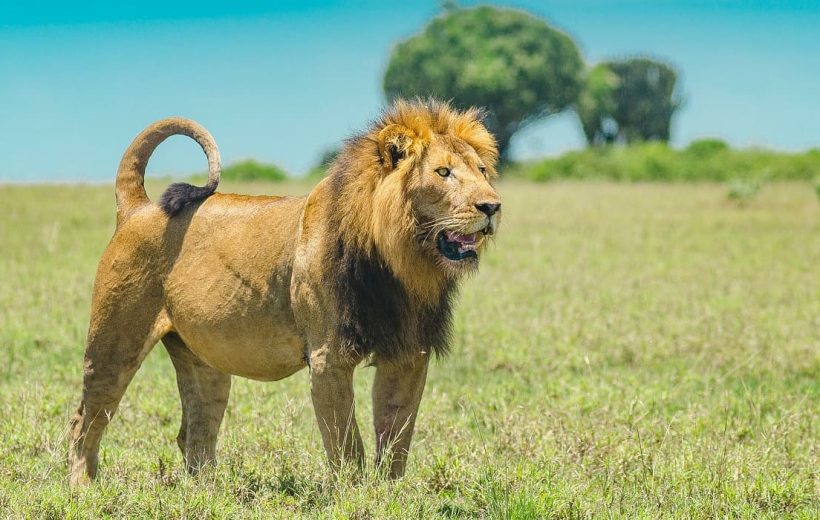 3 Days Masai Mara Safari Packages