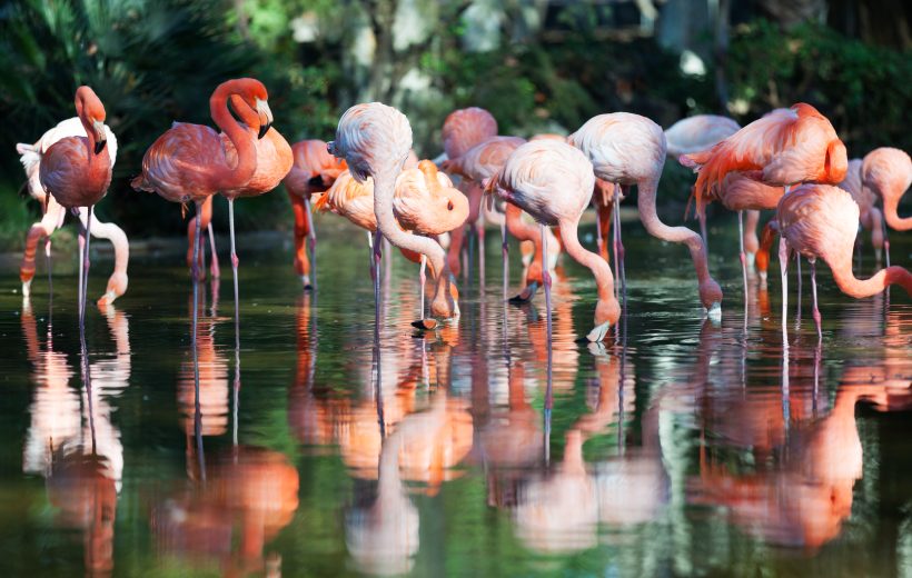 Magical Naivasha Wild Side