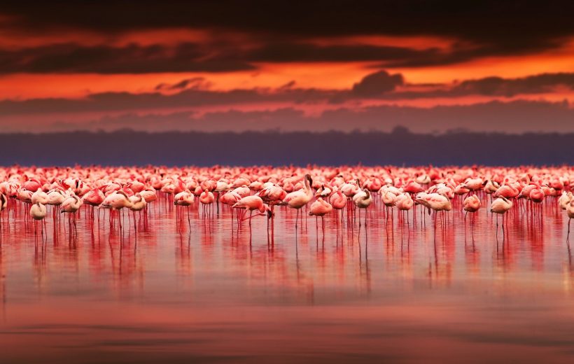 Lake Nakuru