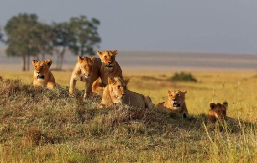 8 Days 7 Nights Tanzania Experience With Materuni Cultural Tour