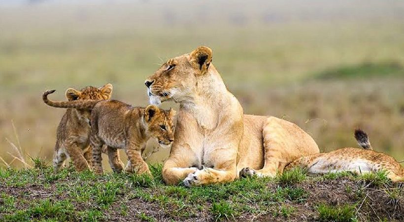 5 Days Premium Kenya Safari – Masai Mara, Lake Nakuru & Lake Naivasha