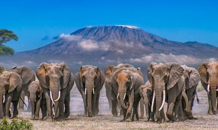 3 Days Premium Amboseli Safari