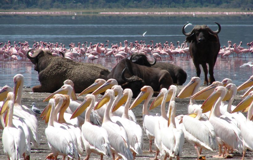 5 Days Premium Safari – Masai Mara, Lake Nakuru, Lake Naivasha & Amboseli