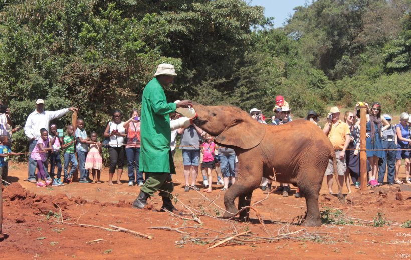 Giraffe Centre & Elephant Orphanage Tour