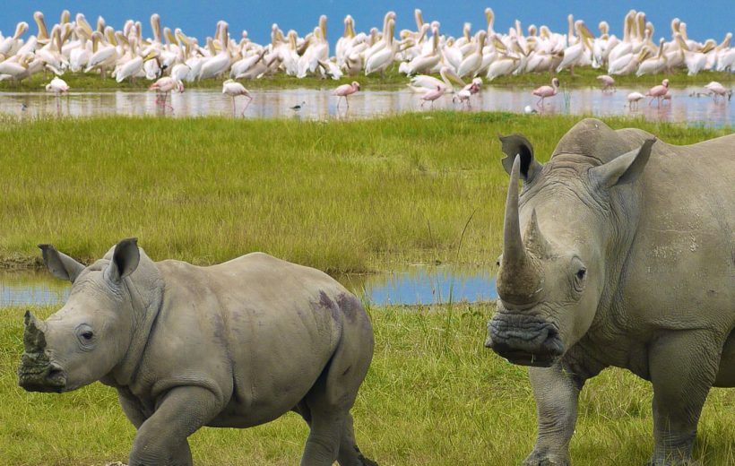 Lake Nakuru National Park Day Safari