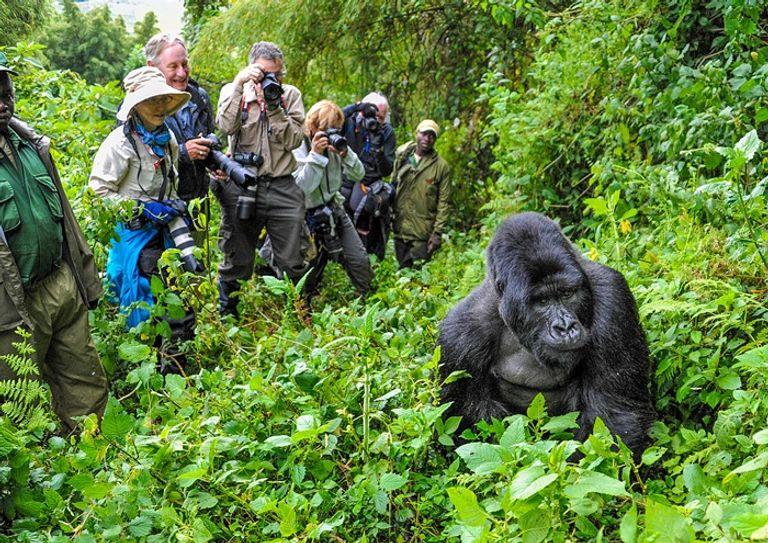 Nyota Trail Safaris