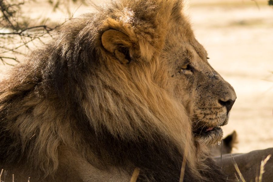 2 Days Masai Mara