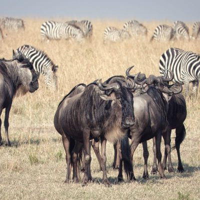 Maasai mara