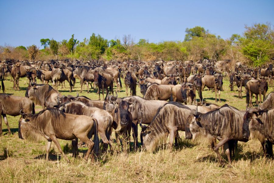 3 Days Masai Mara Tour