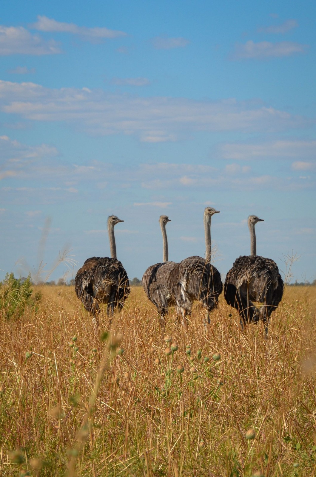 8 Days Chimpanzee Trekking, Queen Elizabeth & Gorilla Tour