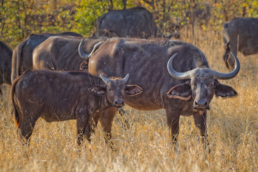 2 Days Amboseli Safari