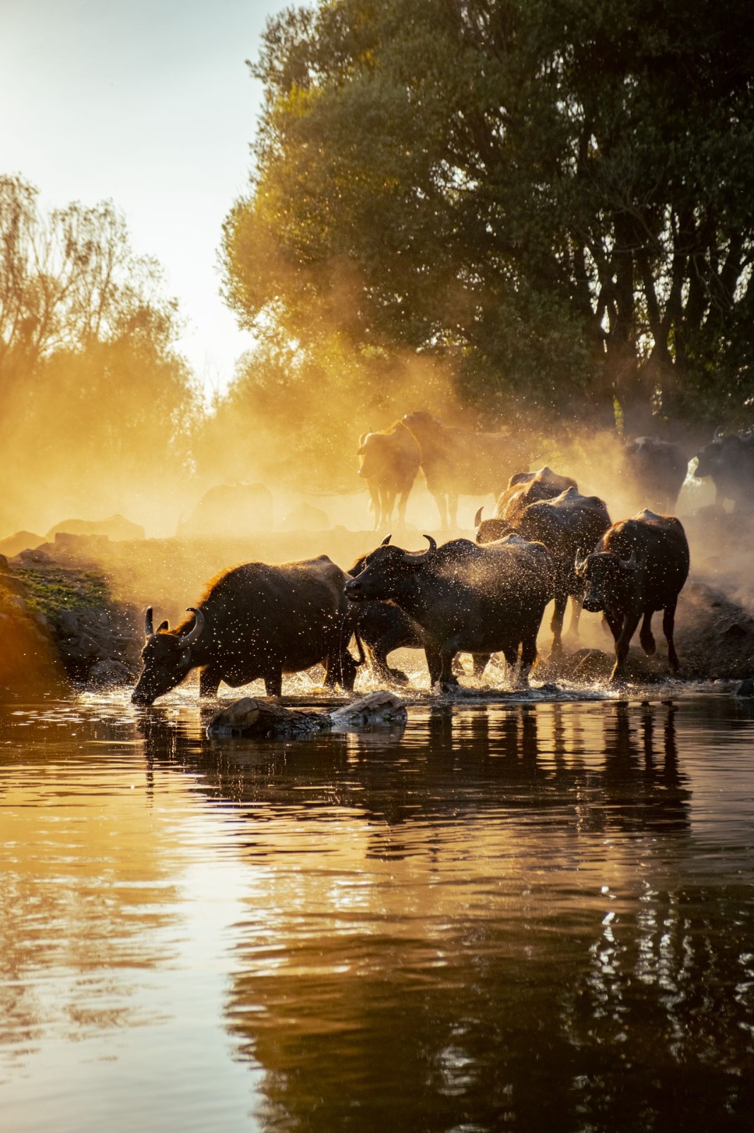 6 Day Aberdares – Samburu – Lake Nakuru – Masai Mara Safari