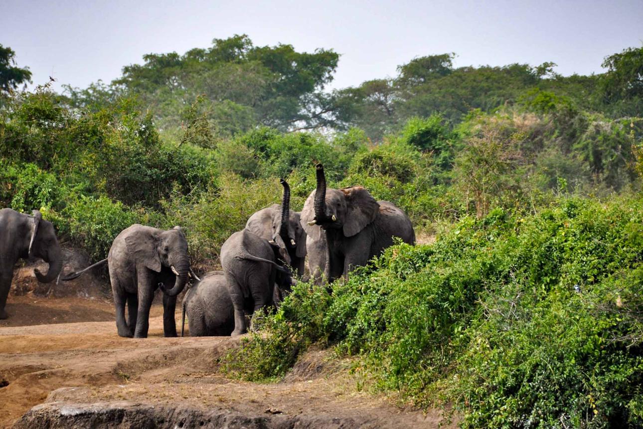 Nyota Trail Safaris
