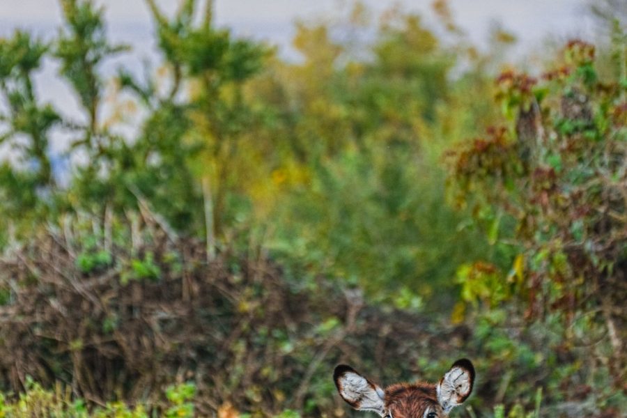 4 Days Lake Manyara, Ngorongoro Crater & Tarangire Park