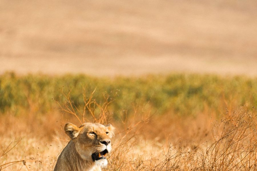 8 Days Chimpanzee Trekking, Queen Elizabeth & Gorilla Tour