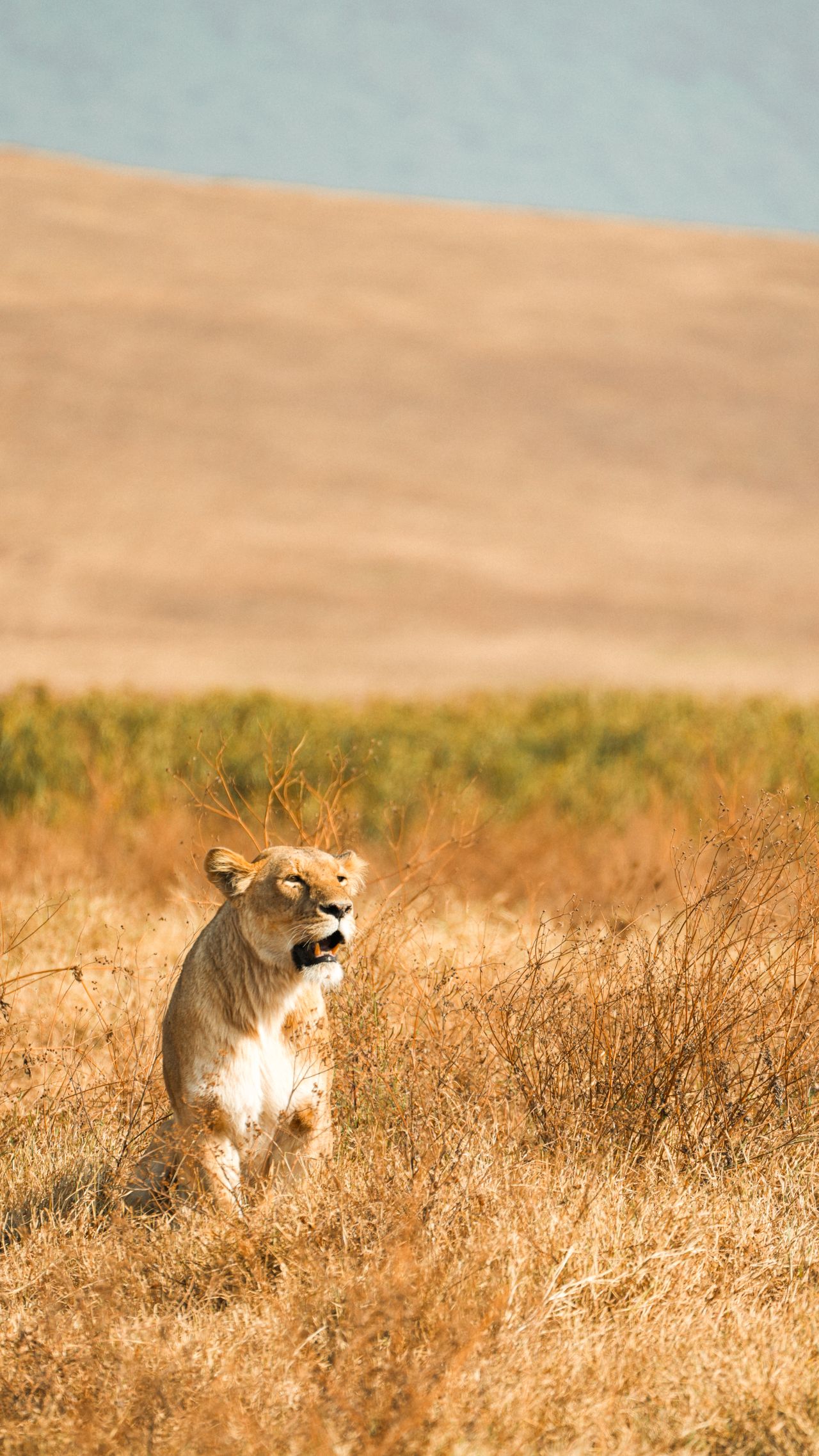 4 Days Lake Manyara, Ngorongoro Crater & Tarangire Park