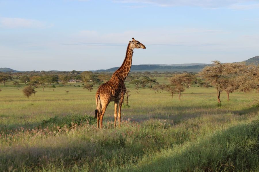 4 Days Lake Manyara, Serengeti And Ngorongoro Crater