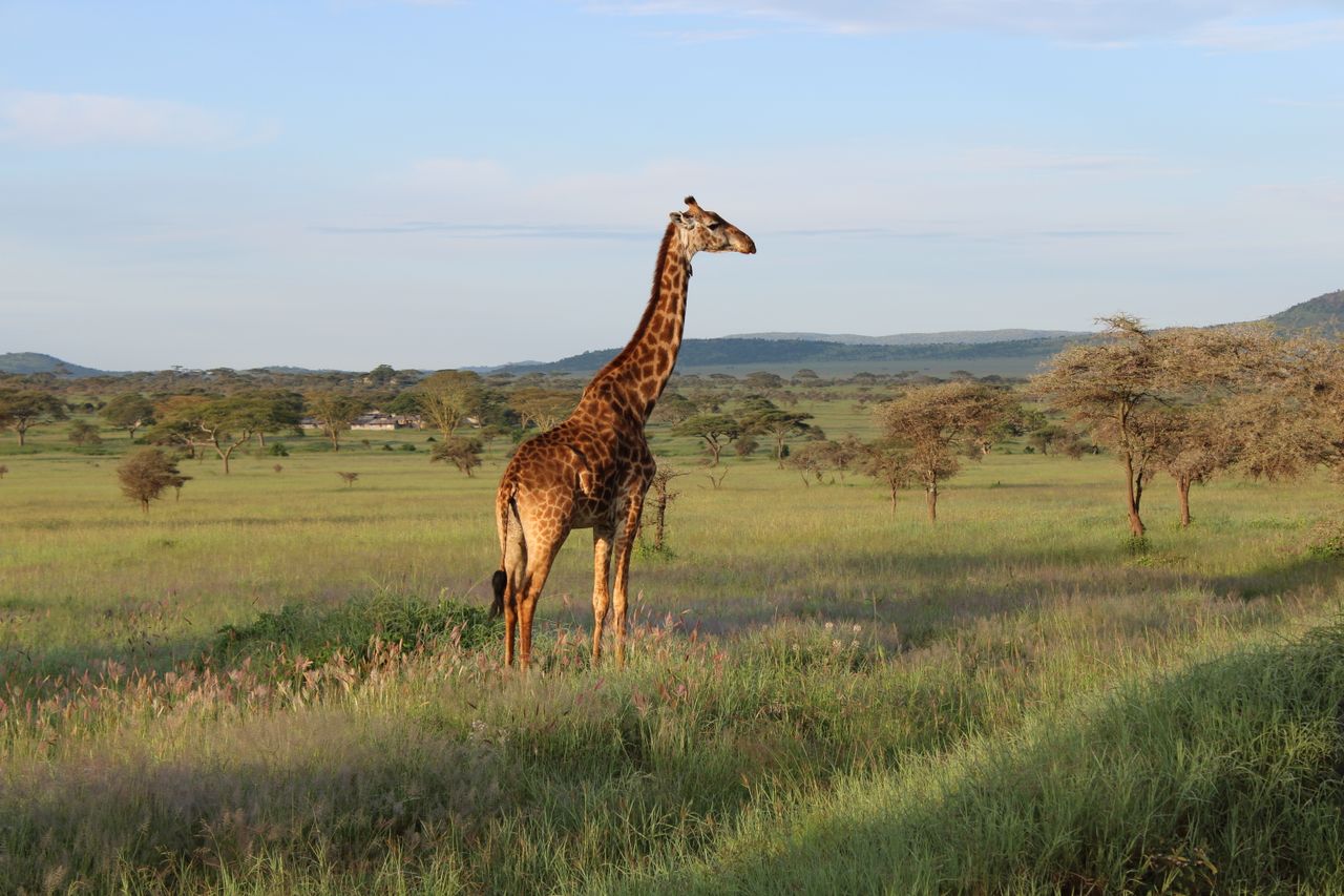 4 Days Lake Manyara, Ngorongoro Crater & Tarangire Park