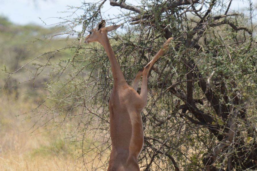 6 Days Aberdares-Nakuru-Naivasha-Masai Mara Safari