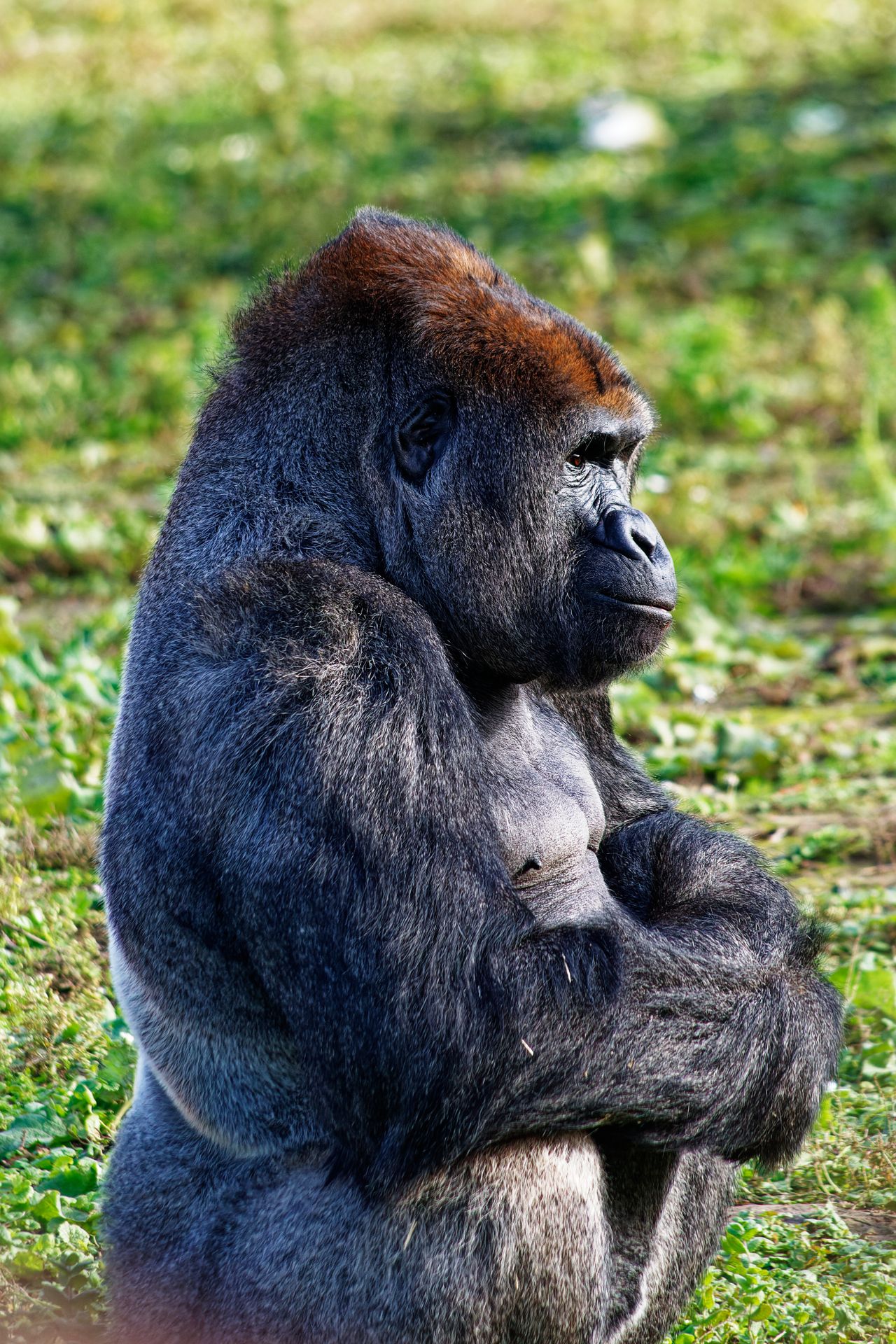 4 Days Gorilla Trekking Adventure