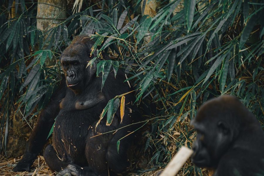 4 Days Gorilla Trekking Adventure