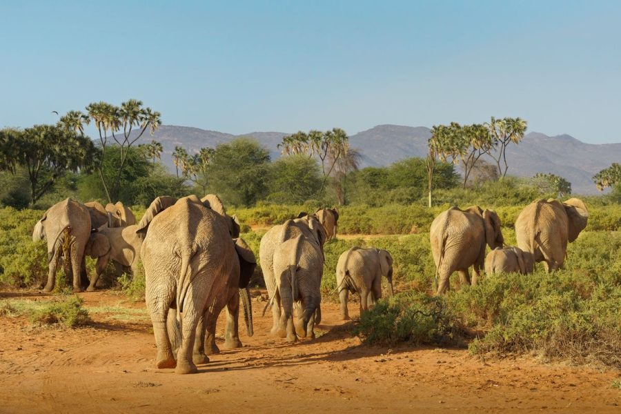 6 Days Masai Mara- Nakuru – Samburu Safari