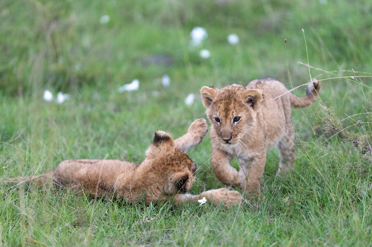 8 Days Samburu – Sweetwaters – Nakuru – Naivasha – Masai Mara Safari