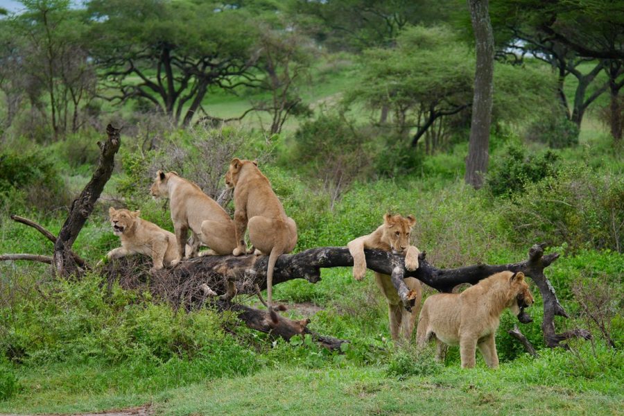 3 Days 2 Night’s Lake Manyara & Ngorongoro Tour