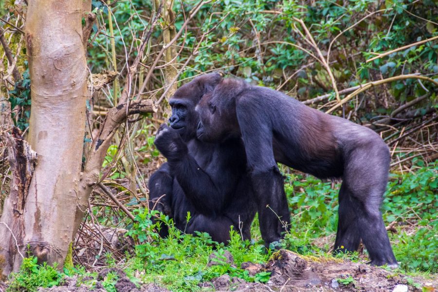 4 Days Gorilla Flying Adventure
