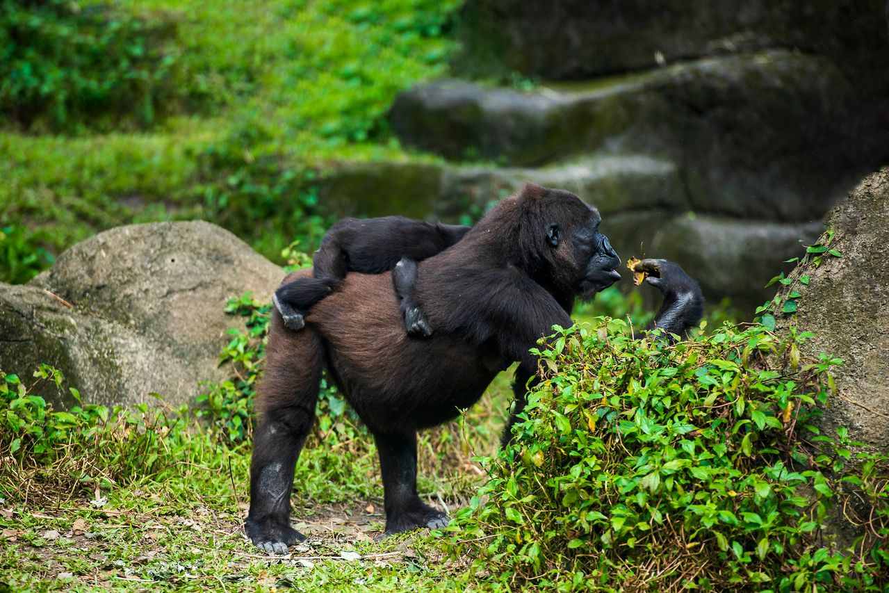 4 Days Gorilla Trekking Adventure