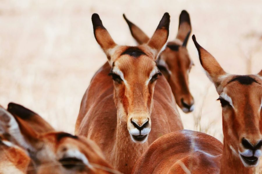 6 Days 5 Nights Lake Manyara, Ngorongoro, Serengeti & Tarangire National Park