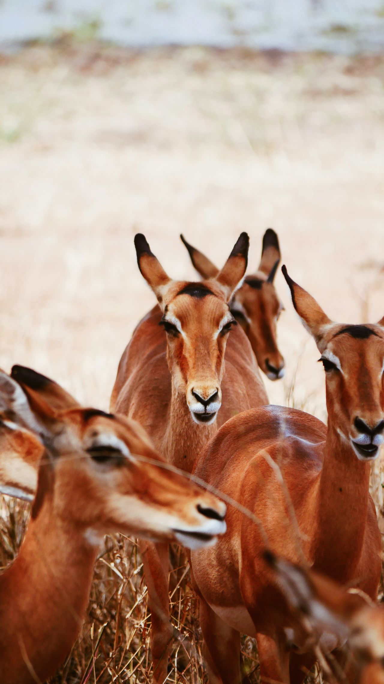 5 Days Amboseli-Tsavo West & East Safari