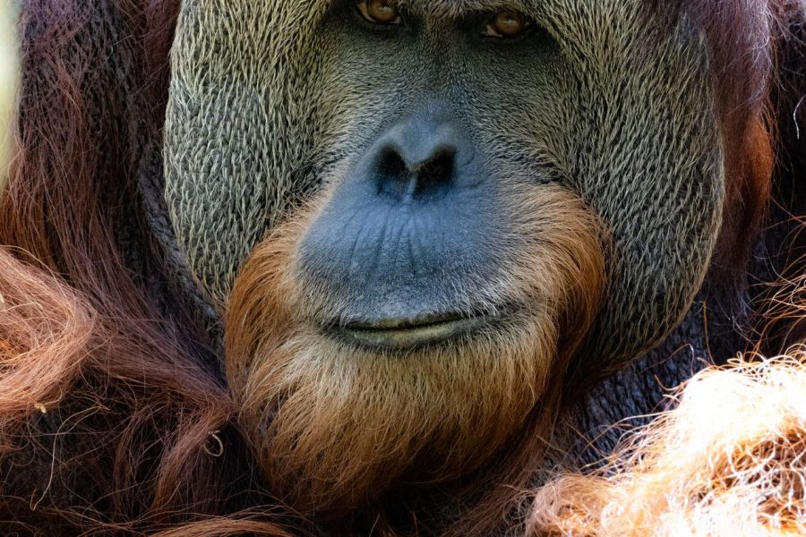 5 Days Kibale & Bwindi Gorilla Trekking Adventure