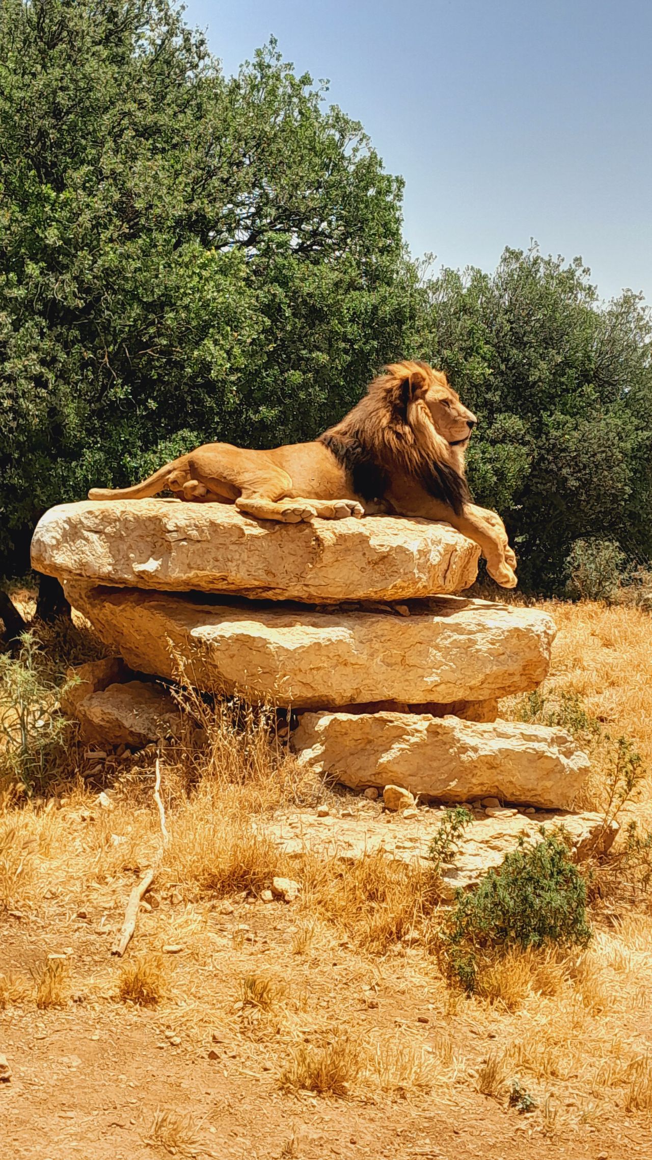 9 Days Samburu-Lake Nakuru – Masai Mara – Naivasha – Amboseli Safari