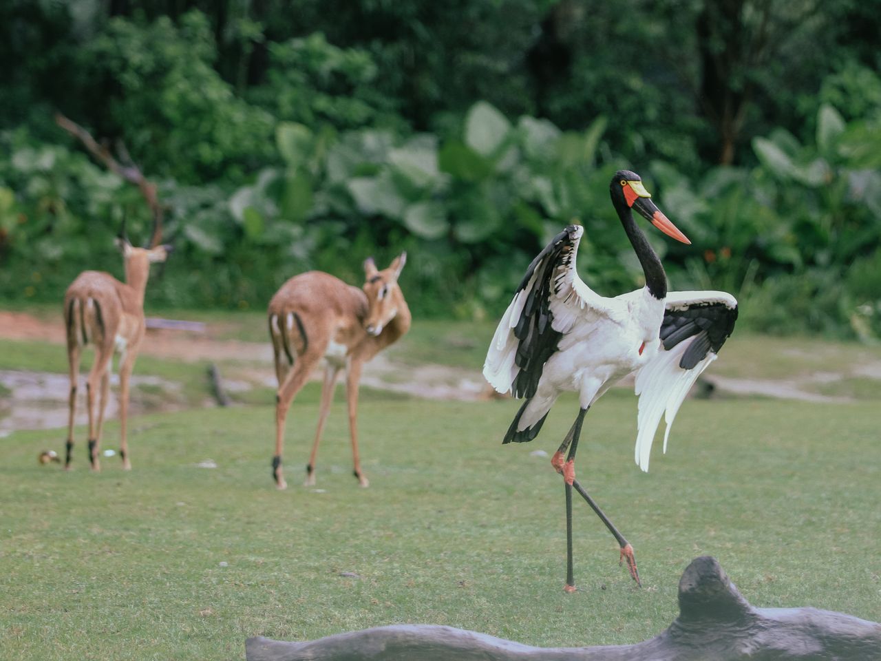 9 Days Samburu-Lake Nakuru – Masai Mara – Naivasha – Amboseli Safari